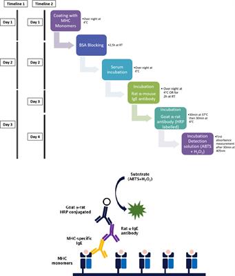 Frontiers Methods to Detect MHC Specific IgE in Mice and Men